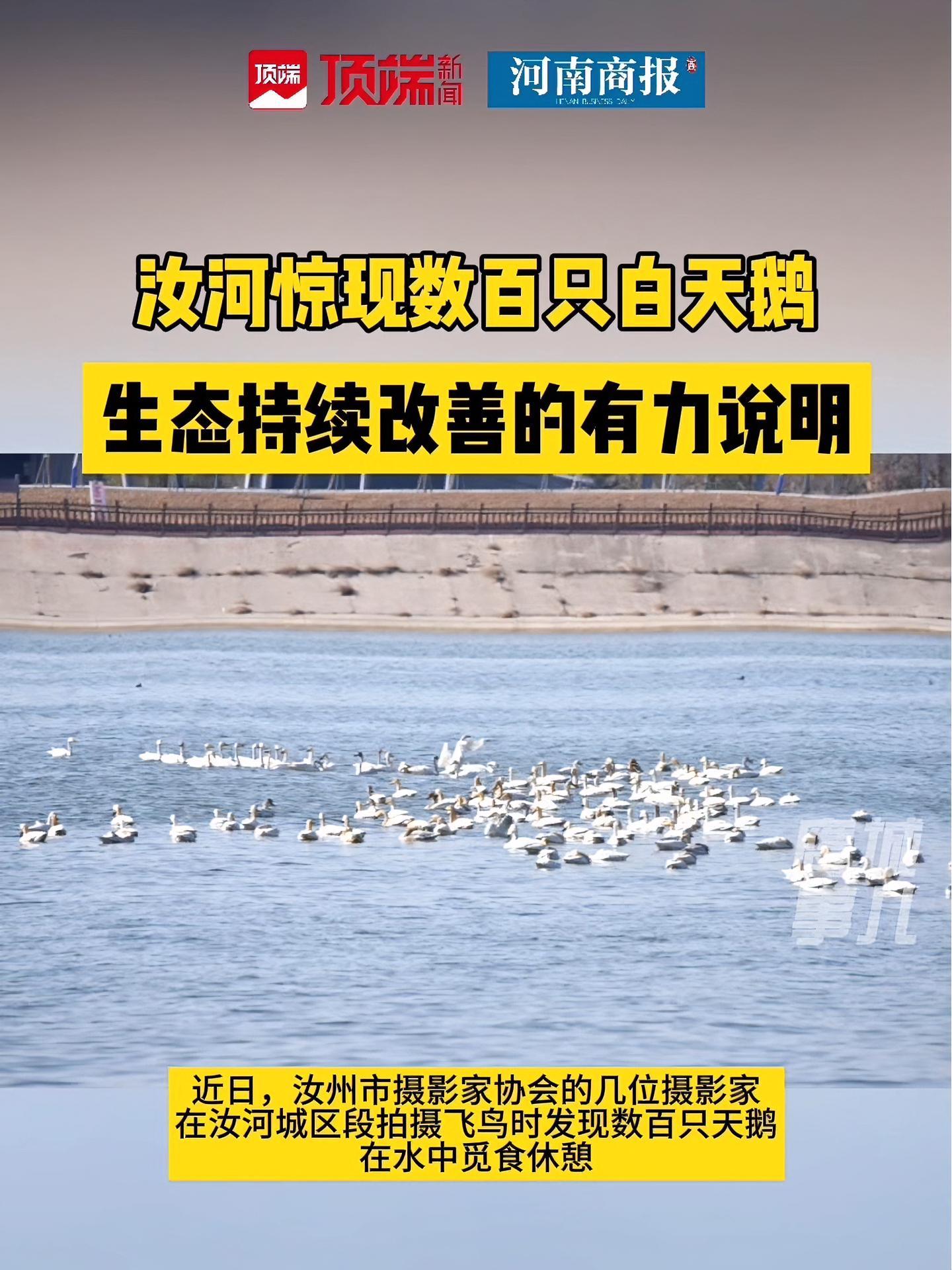 近日,河南汝州。汝河惊现数百只白天鹅。水利部门:生态环境持续改善的有力说明!