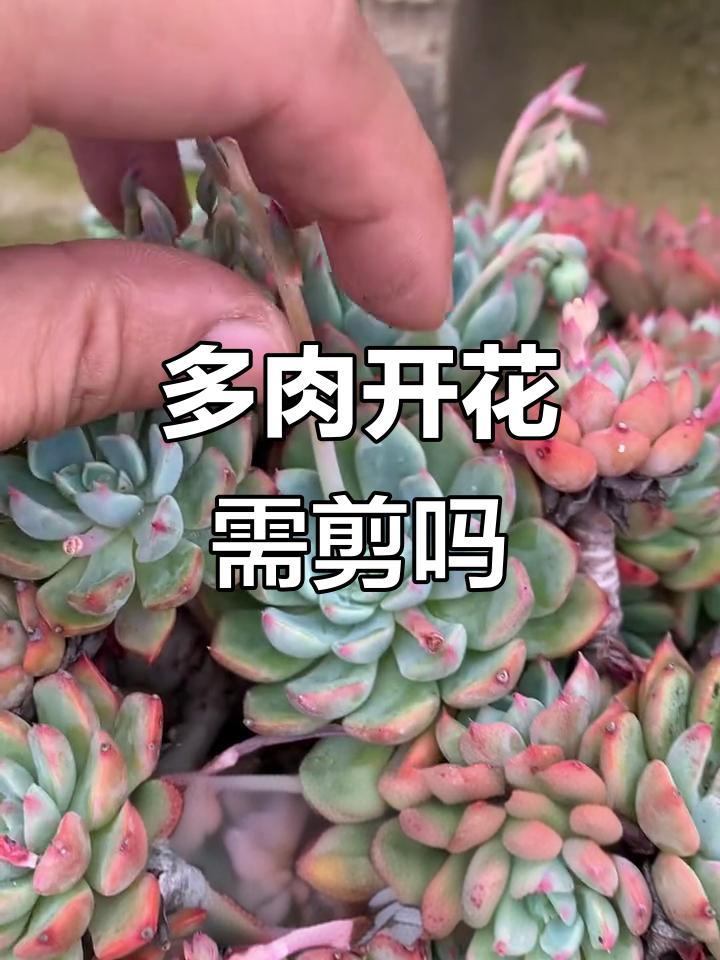 多肉开花后,为何要剪掉花剑?防止虫害和养分流失