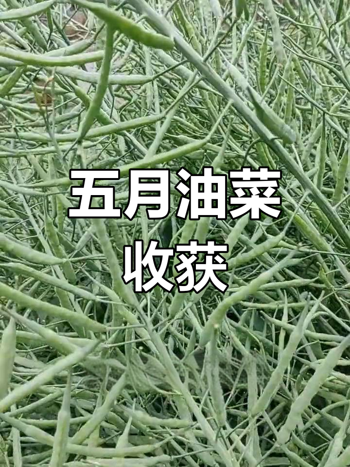 油菜籽成熟,万物复苏的季节