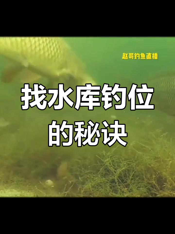 水库钓鱼技巧:如何选择钓位