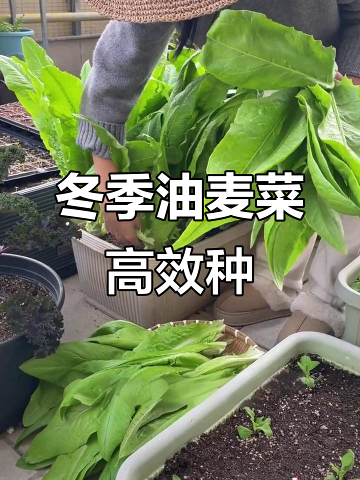 油麦菜秋冬种植,出苗快又高产,试试这个脆甜品种