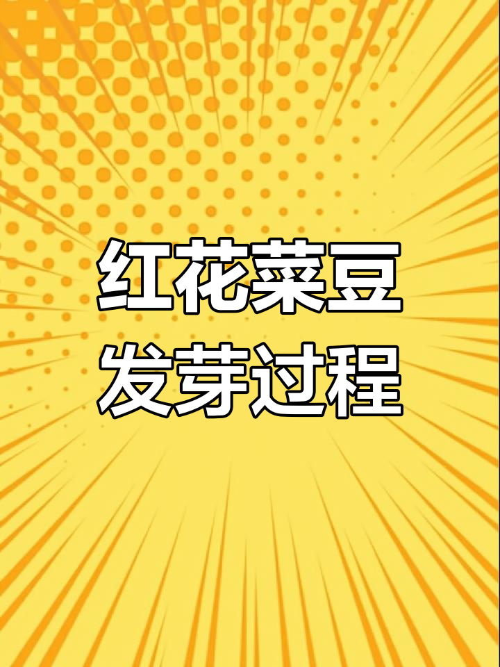 红花菜豆胚芽24天成长全纪录,延时摄影见证奇迹