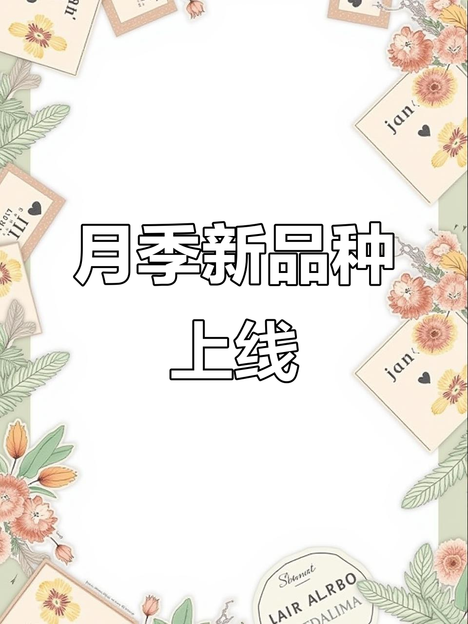 天狼月季雪媚娘新品上市,美丽与香气并存