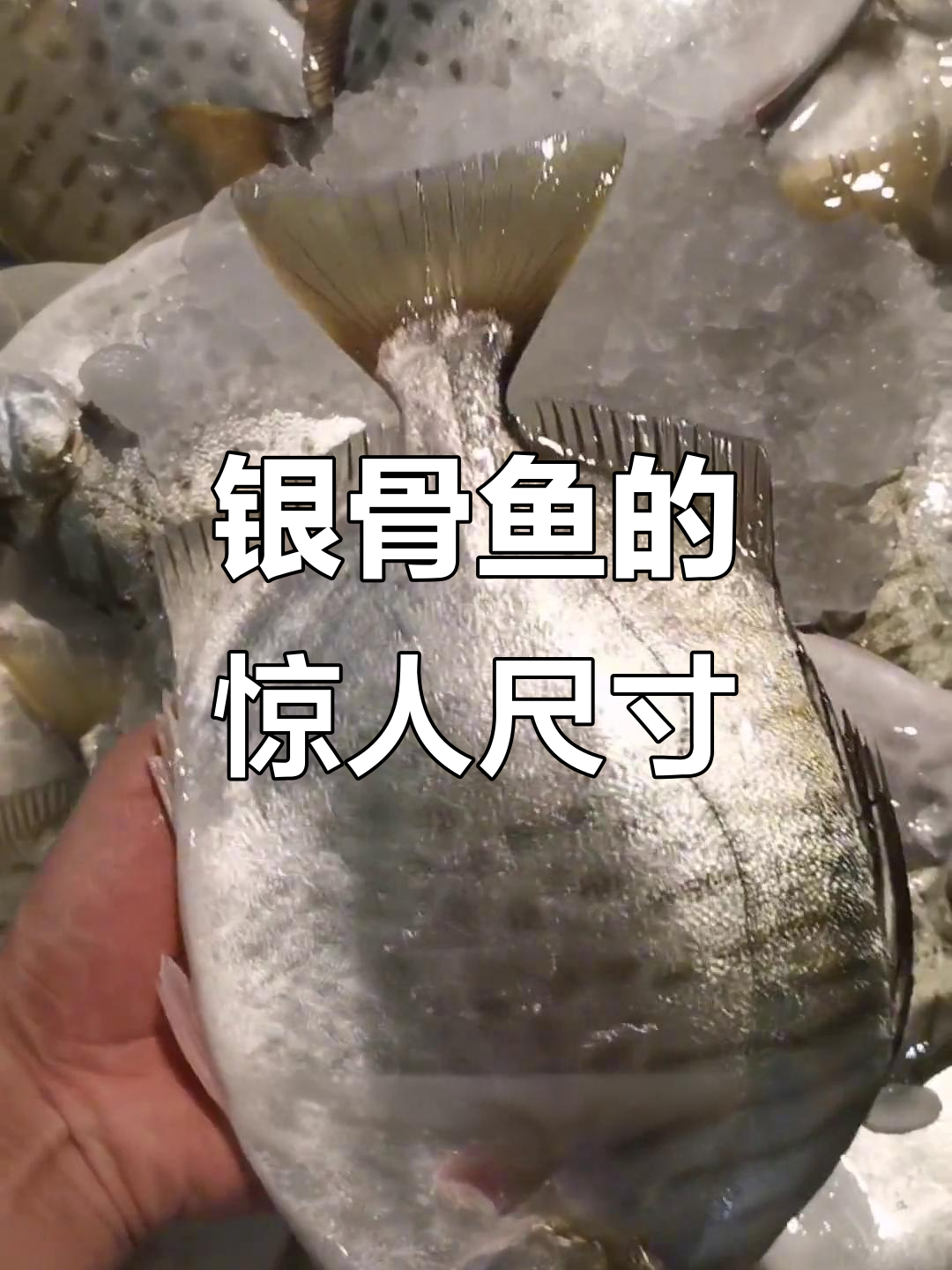 银鼓鱼最大能长到多少斤?干煎清蒸都超美味!