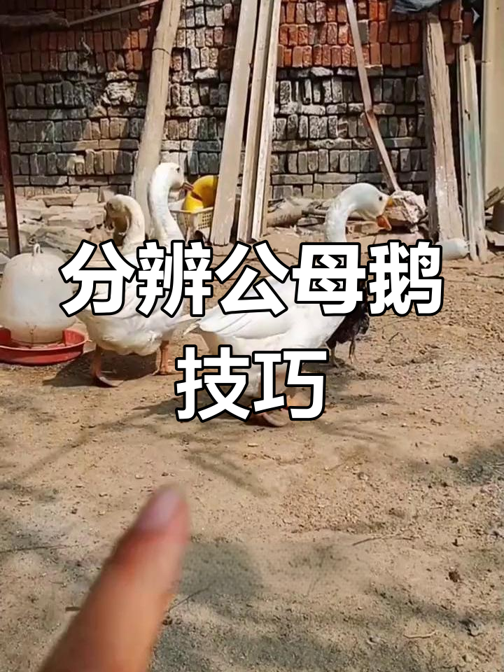 如何区分大鹅公母
