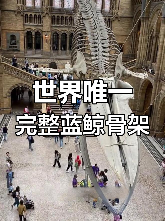 英国自然历史博物馆的蓝鲸骨架:见证物种危机与恢复