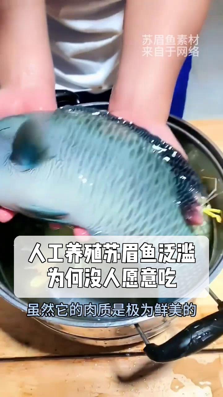 人工养殖苏眉鱼泛滥,为何没人愿意吃?