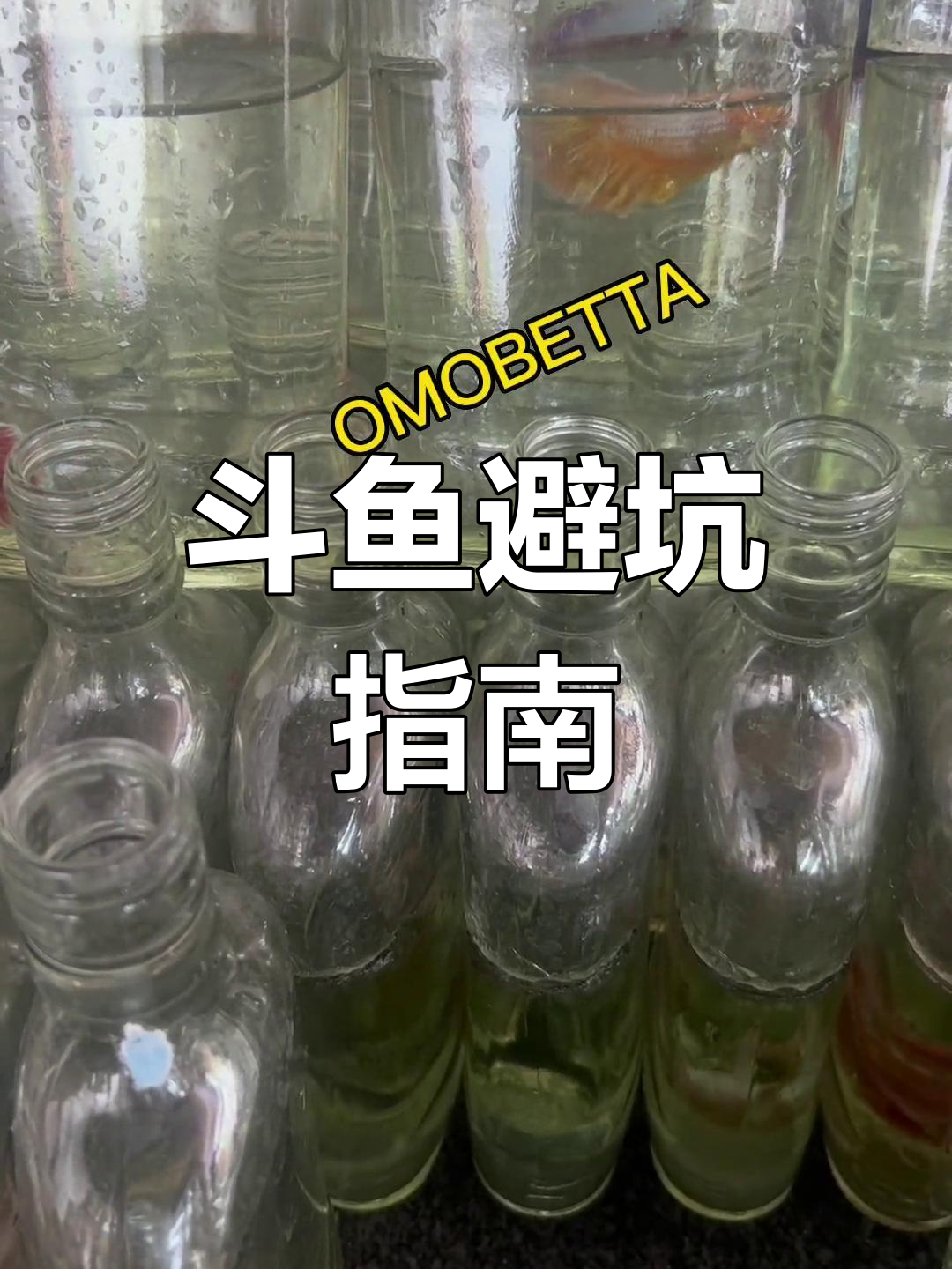 选购泰国斗鱼,避开常见误区,浅色尾马卡龙超美!
