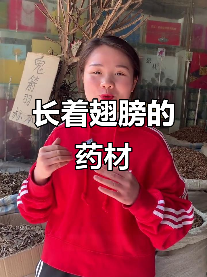 翅膀般的植物,竟是药材!鬼见鱼与魏毛的秘密