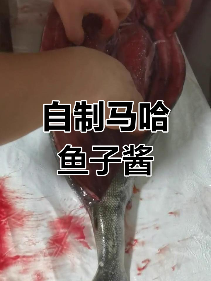 马哈鱼籽酱制作全流程