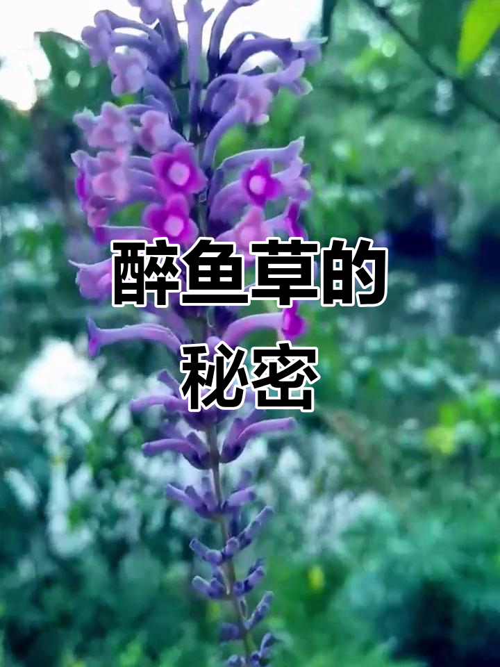 醉鱼草真能麻醉鱼儿?揭秘神奇植物