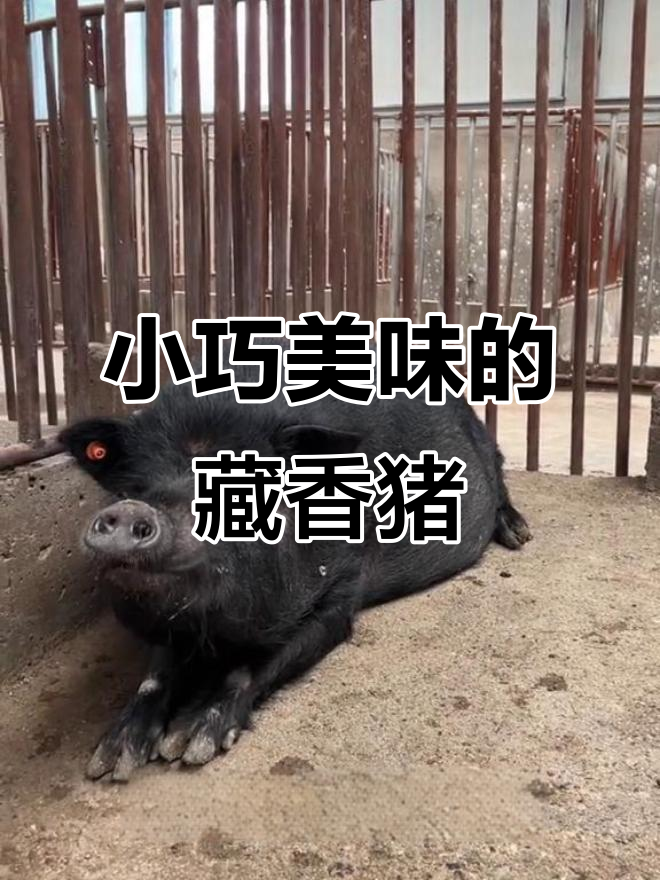 藏香猪:小而美,肉质鲜美堪比牛肉