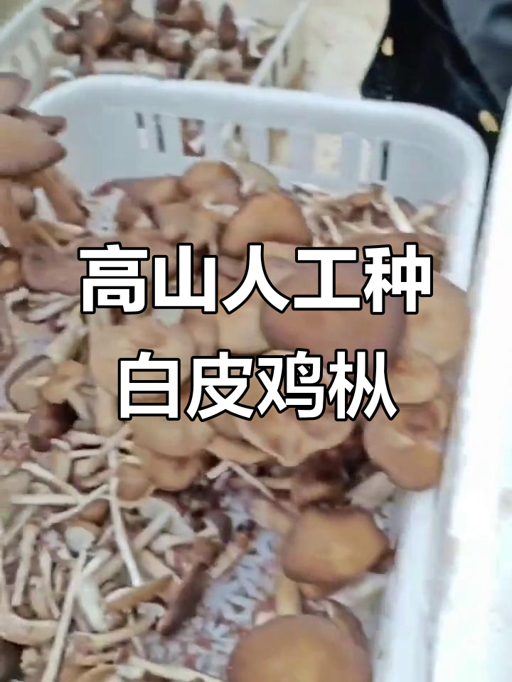 云南高海拔人工种植白皮鸡枞菌,美丽又珍贵