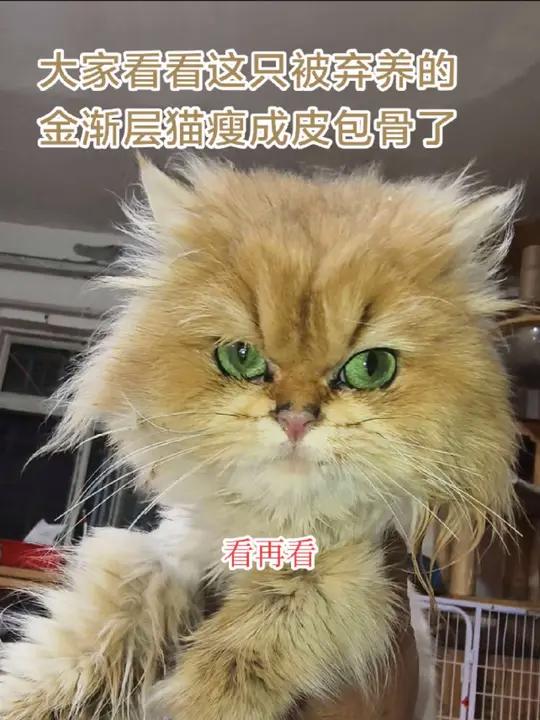 大家看看纸片猫是什么样子的