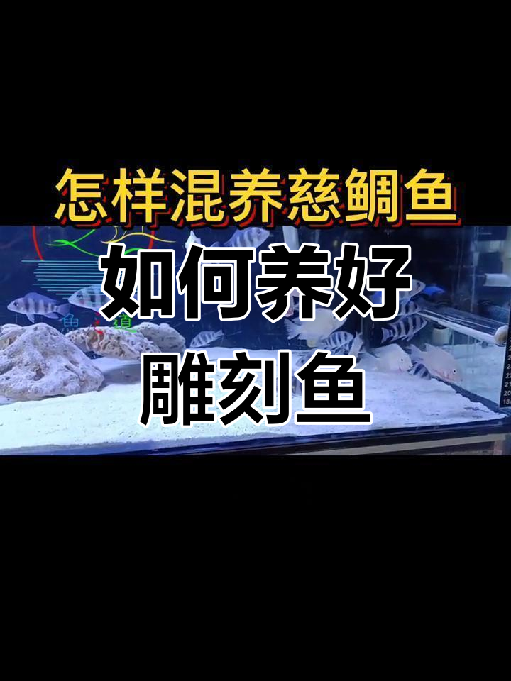 雕刻鱼养殖技巧大揭秘