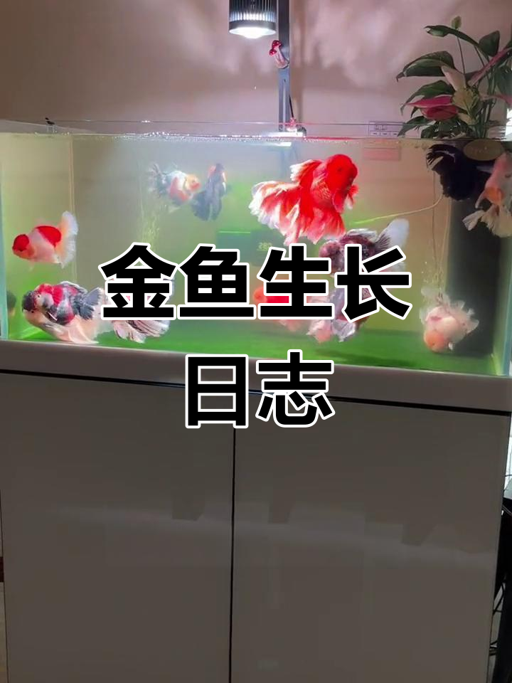 百褶尾泰狮金鱼成长记录