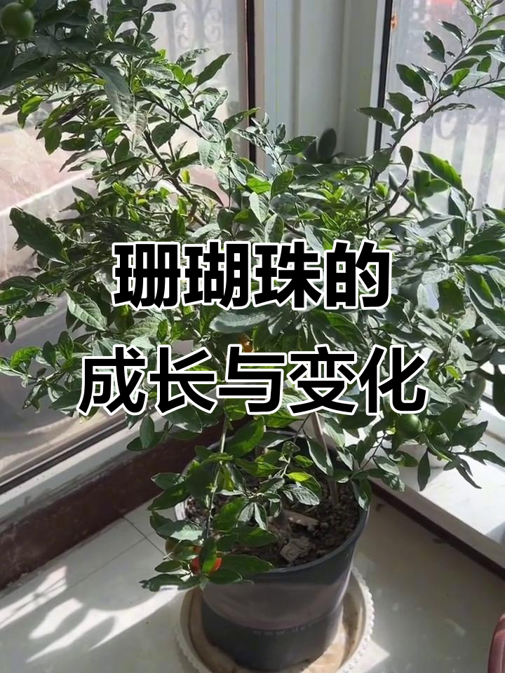 儿时记忆中的珊瑚珠:从绿植到红火的种子