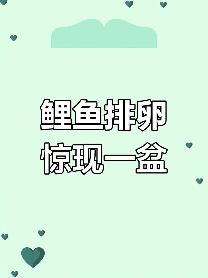 工人给草鱼人工排卵,竟然挤出一盆!这鱼还能活吗?