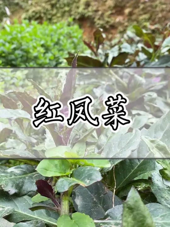 这种青草叫做红凤菜