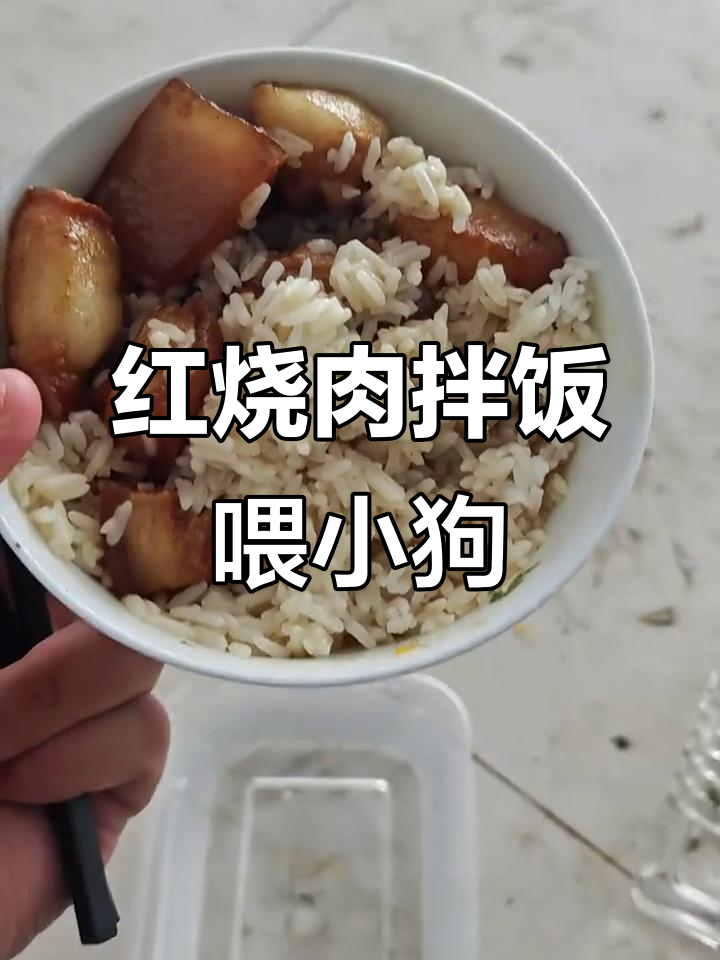 小狗吃红烧肉拌饭,肥肉吃得津津有味