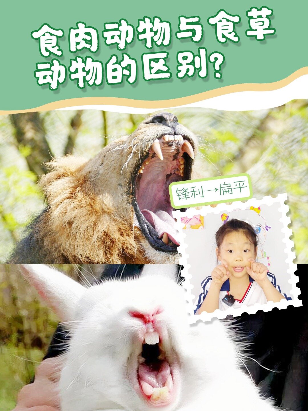 食肉动物和食草动物有什么区别?你知道吗?