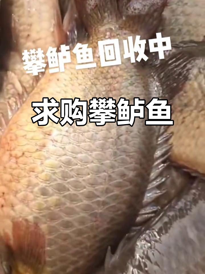 谁有攀鲈鱼大货?赶紧联系我!