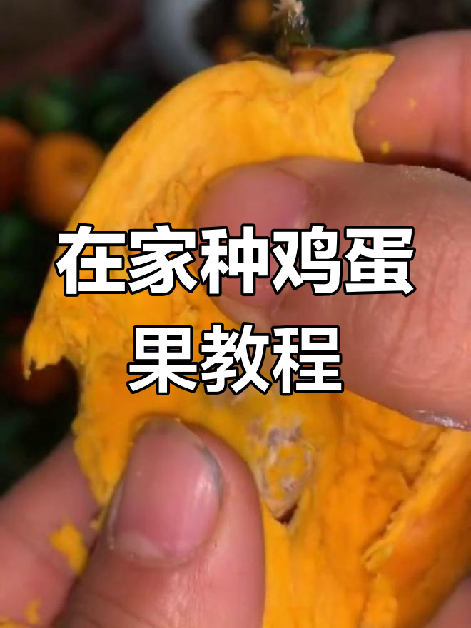 攀枝花小芒哥教你如何在家种植鸡蛋果,简单步骤轻松上手