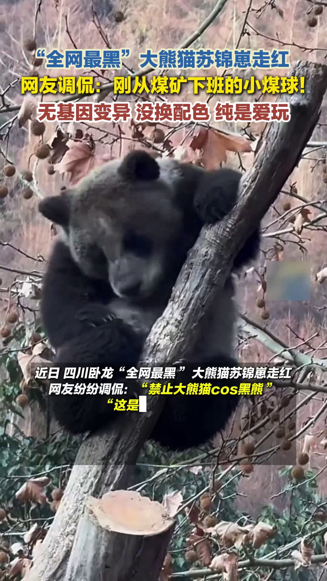 “全网最黑”大熊猫苏锦崽走红!无基因变异,没换配色,纯是爱玩