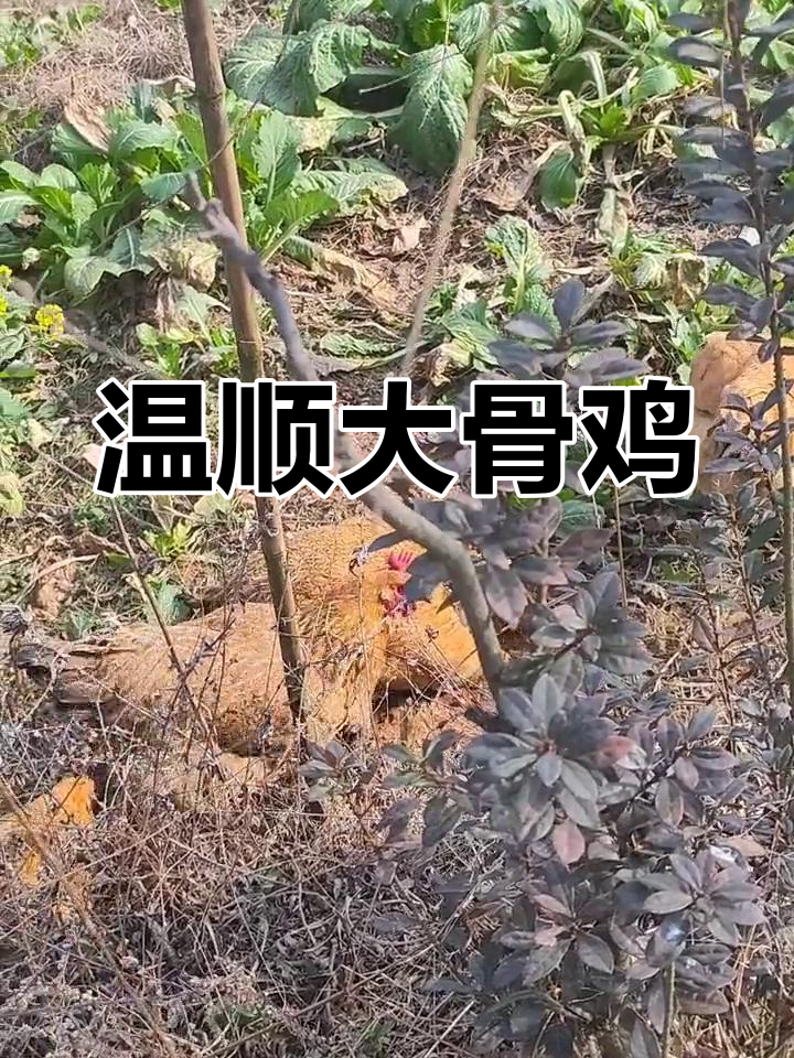 大骨鸡:农村常见散养品种