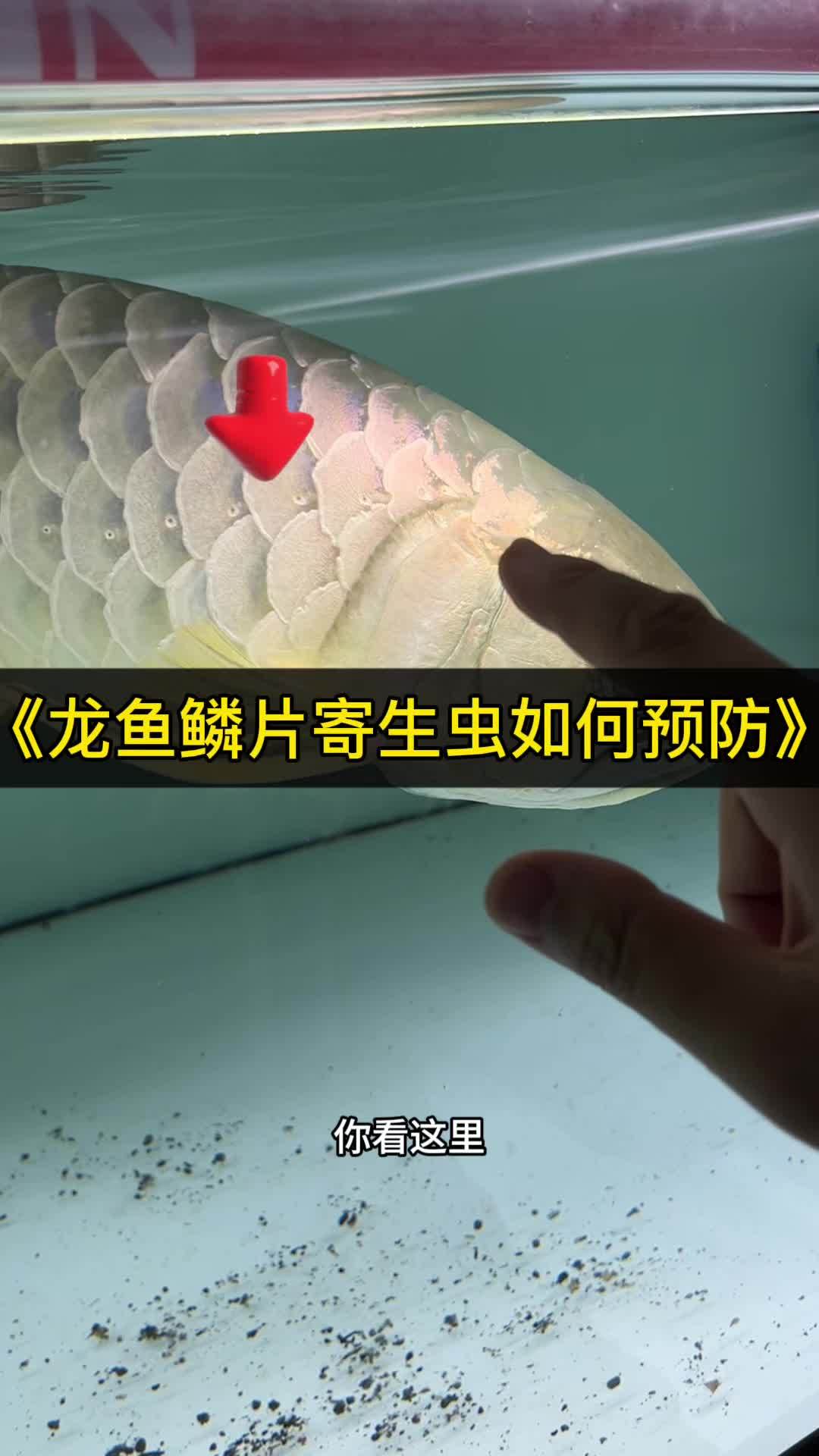 龙鱼鳞片被腐蚀应该如何做才能更快恢复看看我们这个做法 观赏鱼 龙鱼 养鱼日记 水族 养鱼人