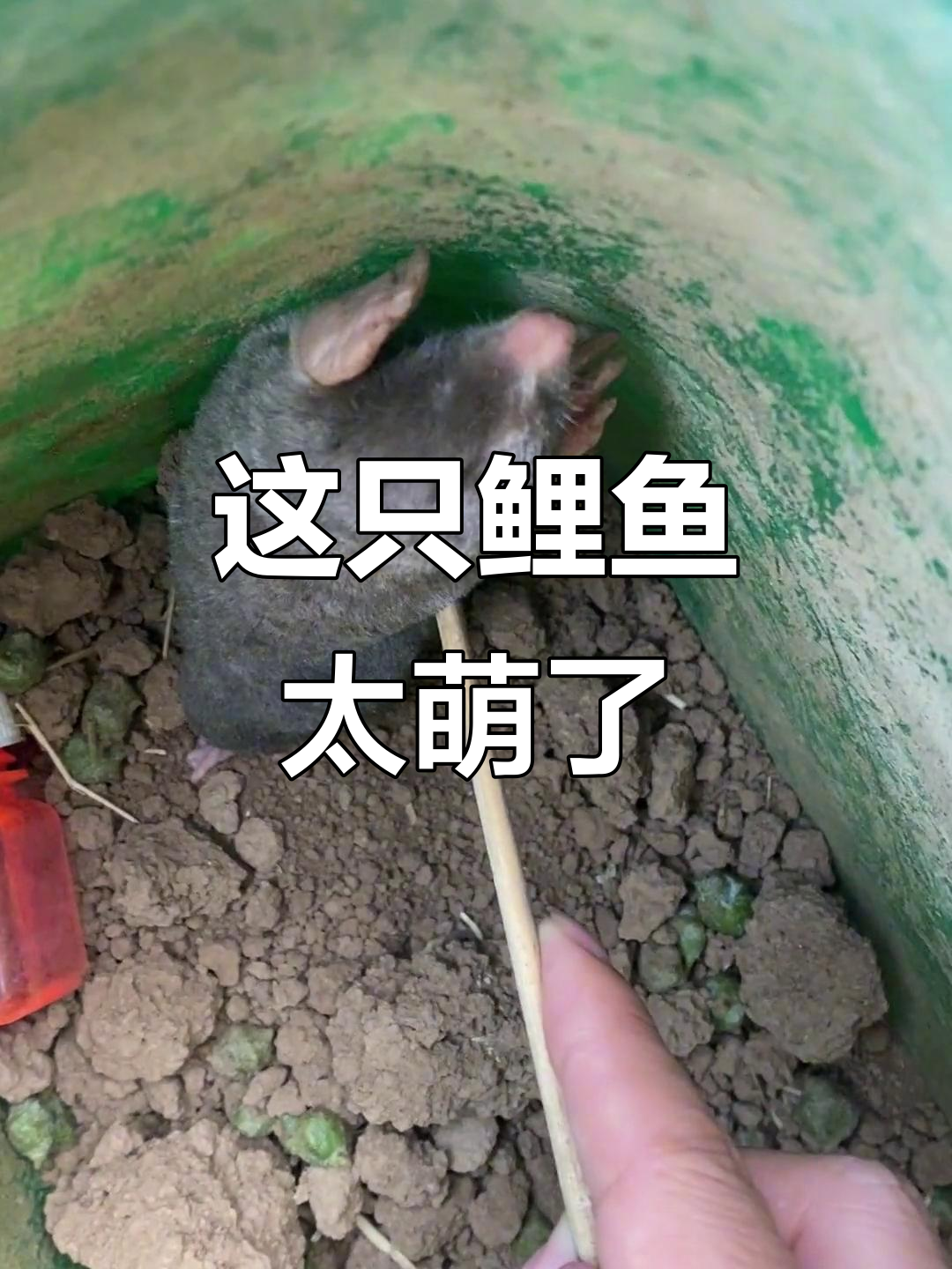 这是什么神秘小动物?鲤鱼也能这么可爱!