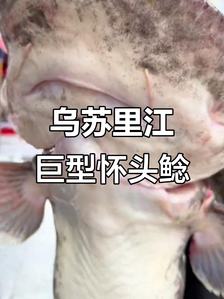 乌苏里江野生大鲶鱼,32.8斤血盆大口震撼登场