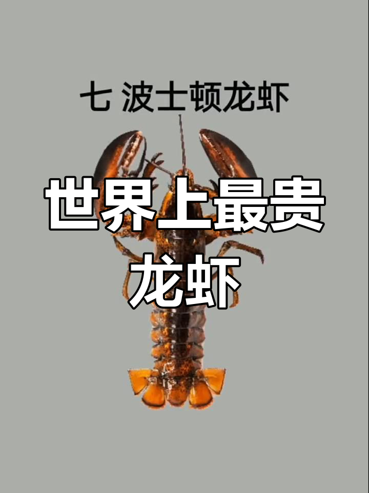 世界最昂贵的七种龙虾,吃过两种算土豪