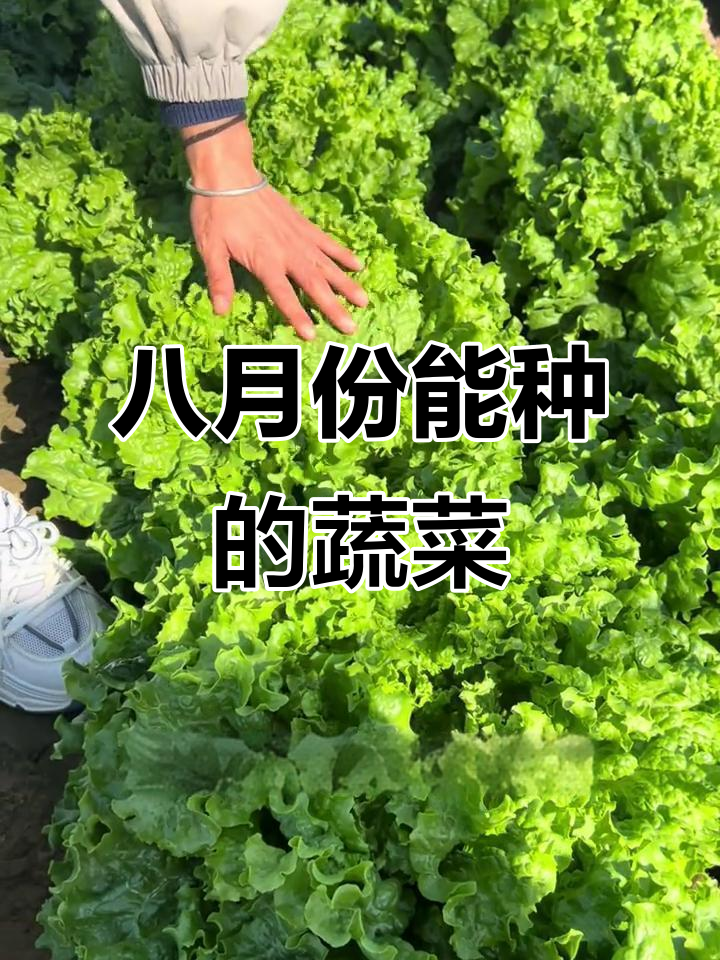 8月适合种什么蔬菜?大白菜、萝卜等冷凉作物正当时