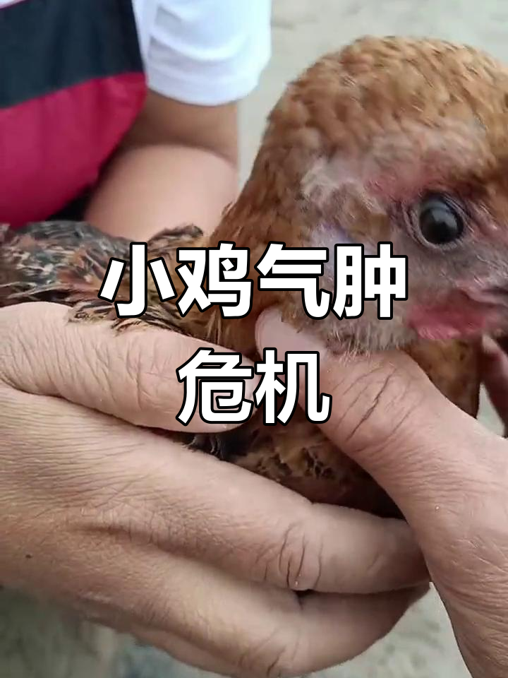 小鸡膨胀如气球,气囊破裂引发全身肿胀