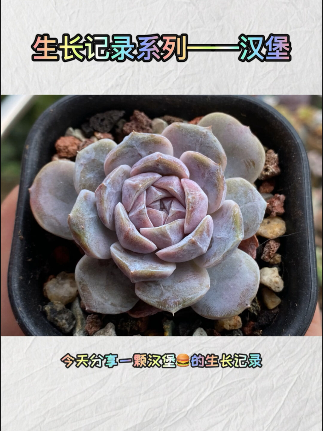 多肉生长记录——汉堡