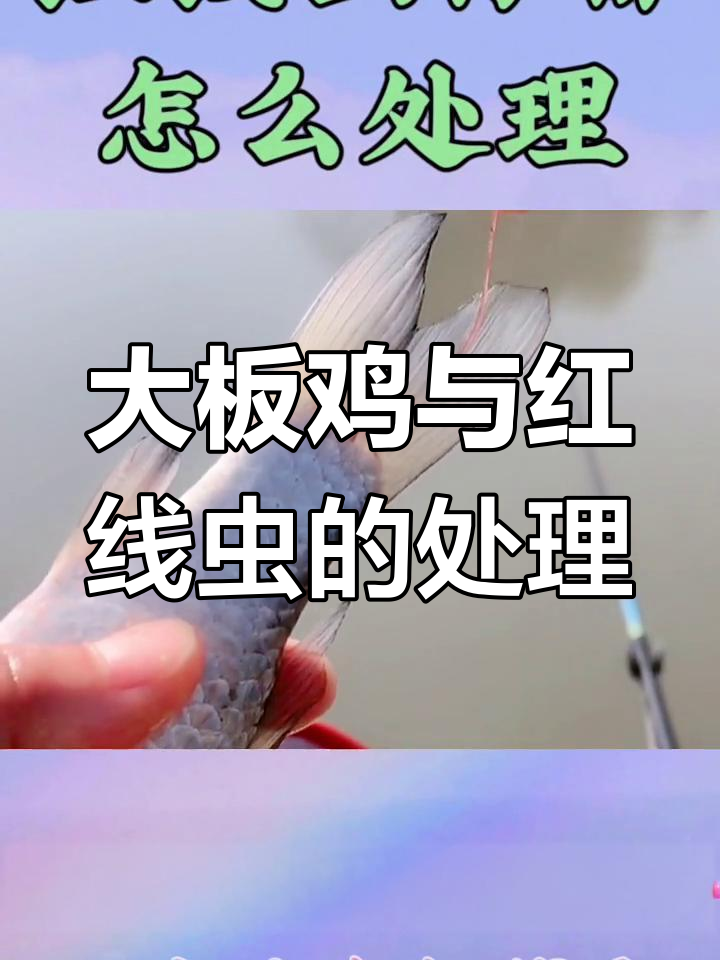 钓鱼时遇到大板鸡,红线虫怎么处理?