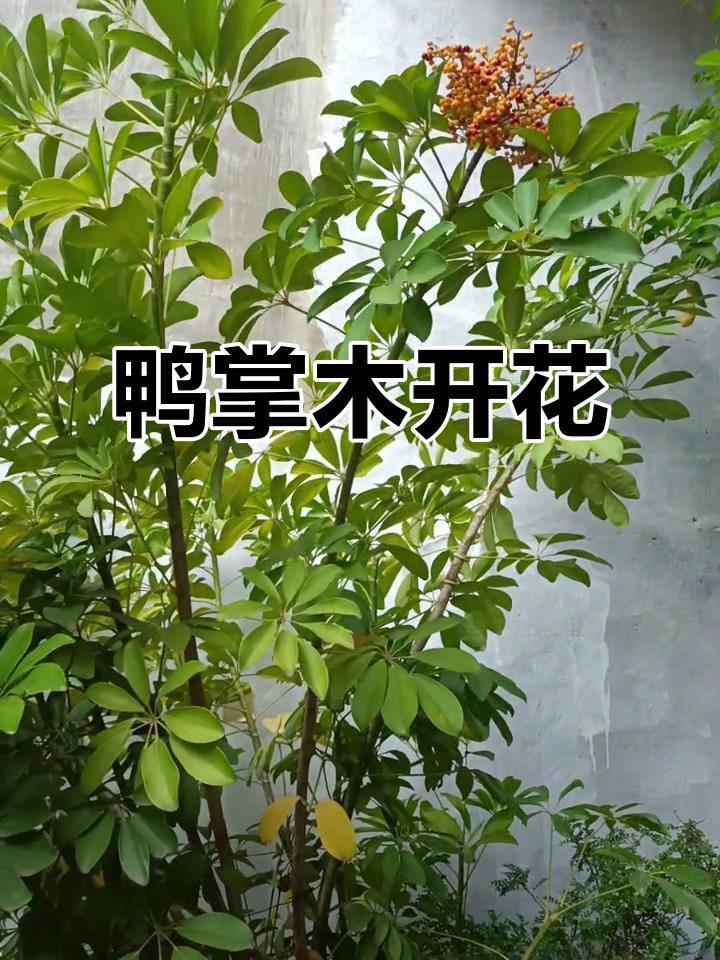 鸭掌木终于开花了,太惊喜了!