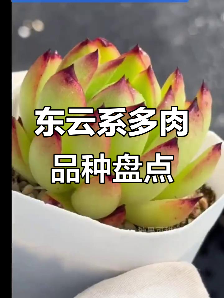 东云系多肉植物全解析：从弗洛瑞安娜到圣诞冬云的美丽变化