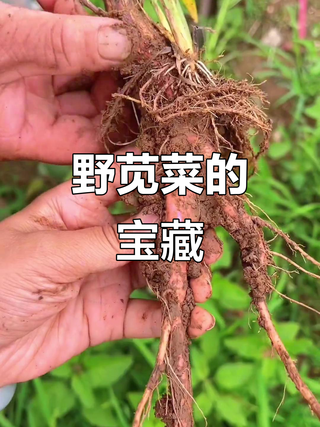 野苋菜全身是宝,老一辈常挖,叶根种子皆有药用价值