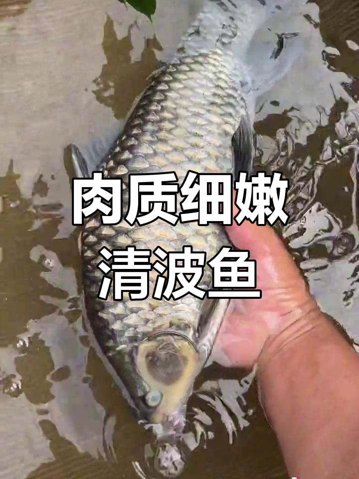 清波鱼:水中美味,一年可长2-3斤