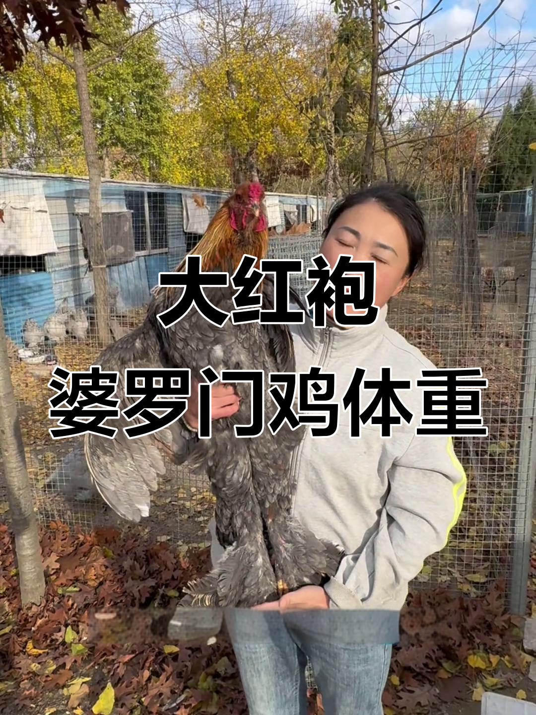 灰底大红袍婆罗门鸡：公母对比与重量展示