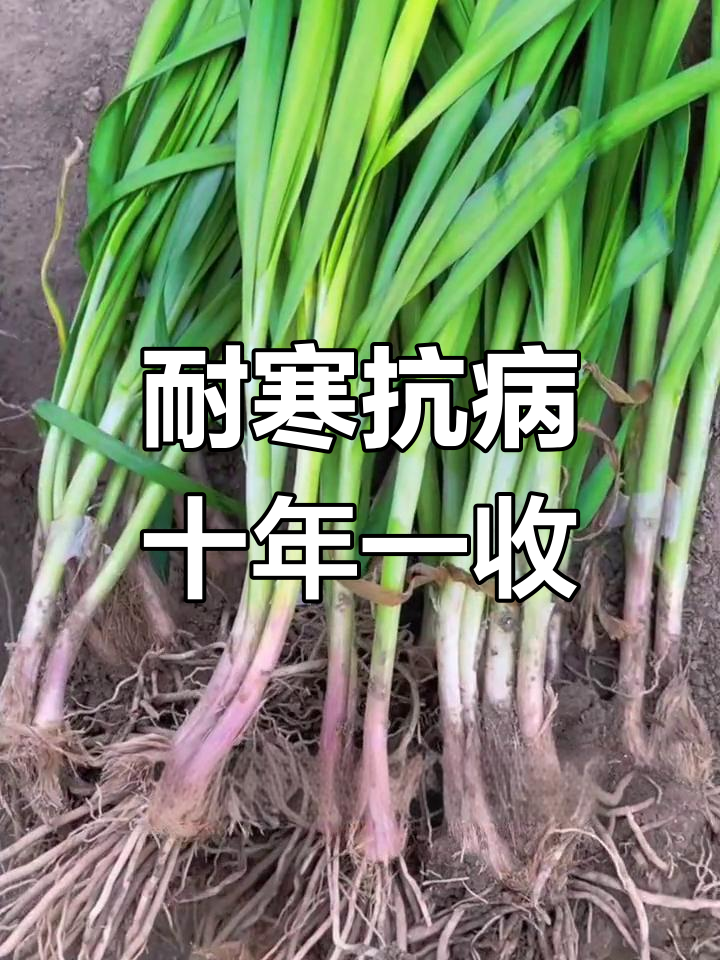 紫根宽叶韭菜,十年种一次,阳台也能长成一片
