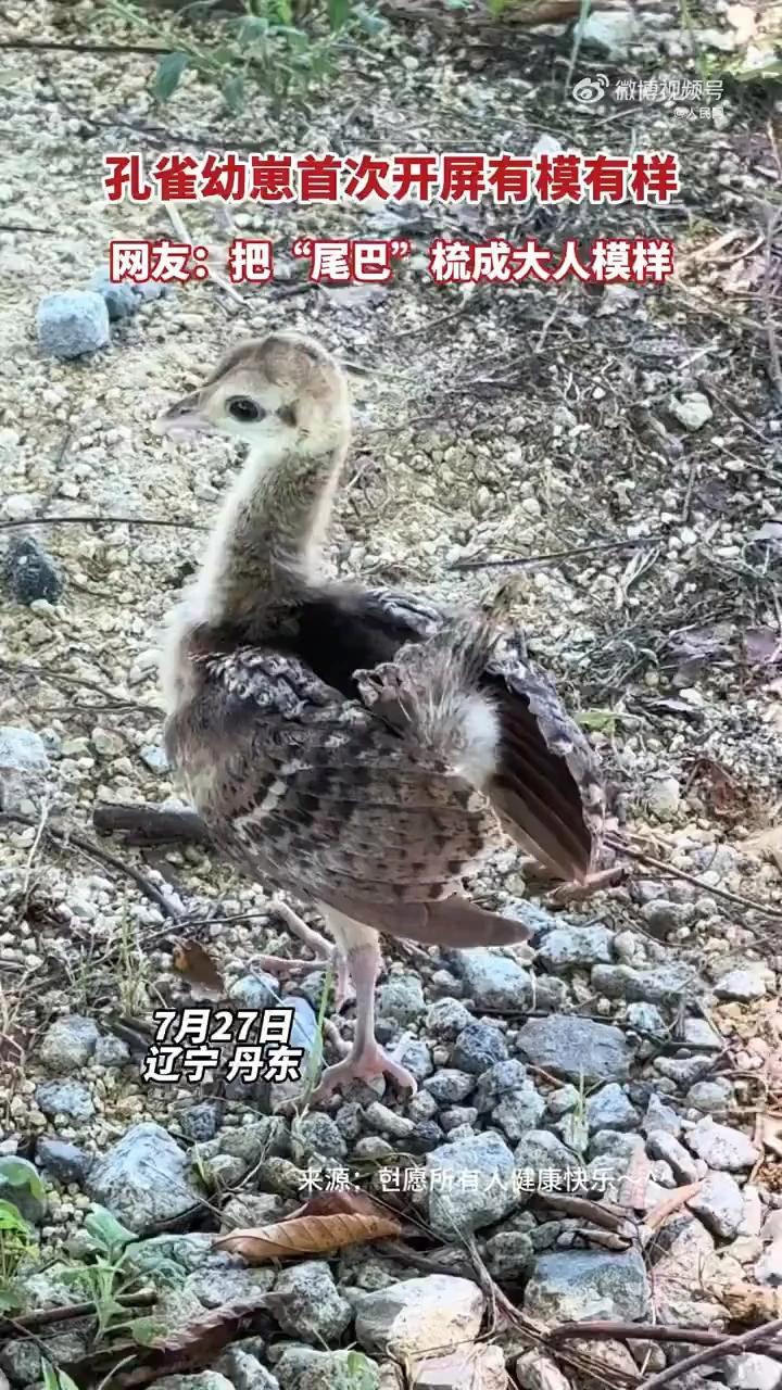 可可爱爱!以为是小鸡崽直到它开了屏~ 近日,辽宁丹东,孔雀幼崽开屏有模有样~网友:头一次见