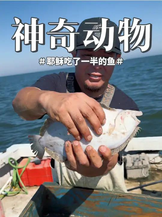 这是半鱼也叫比目鱼,外形独特,好像只有一半,另一半去了哪里?圣经里据说耶稣吃了一半 这是什