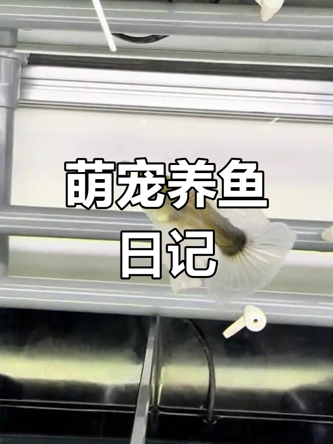 蓝礼服绣球孔雀鱼成长记录