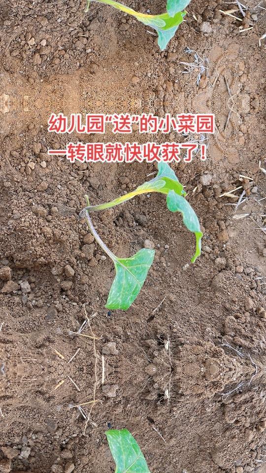幼儿园“送”的小菜园,一转眼就要收获了!如果您在北三县的大厂,也有孩子到了上幼儿园的年龄,
