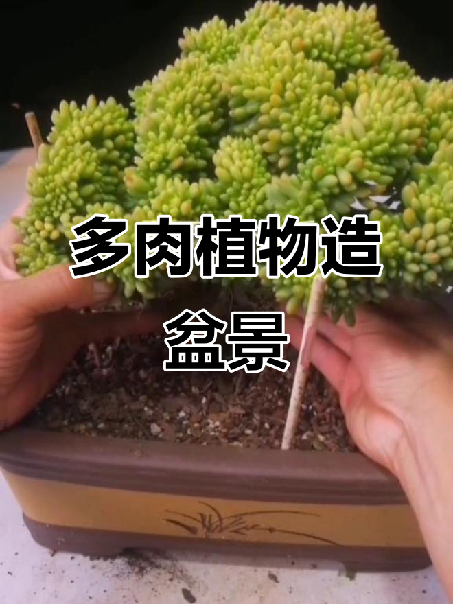 多肉植物与盆景的完美结合,打造独特方盆造型