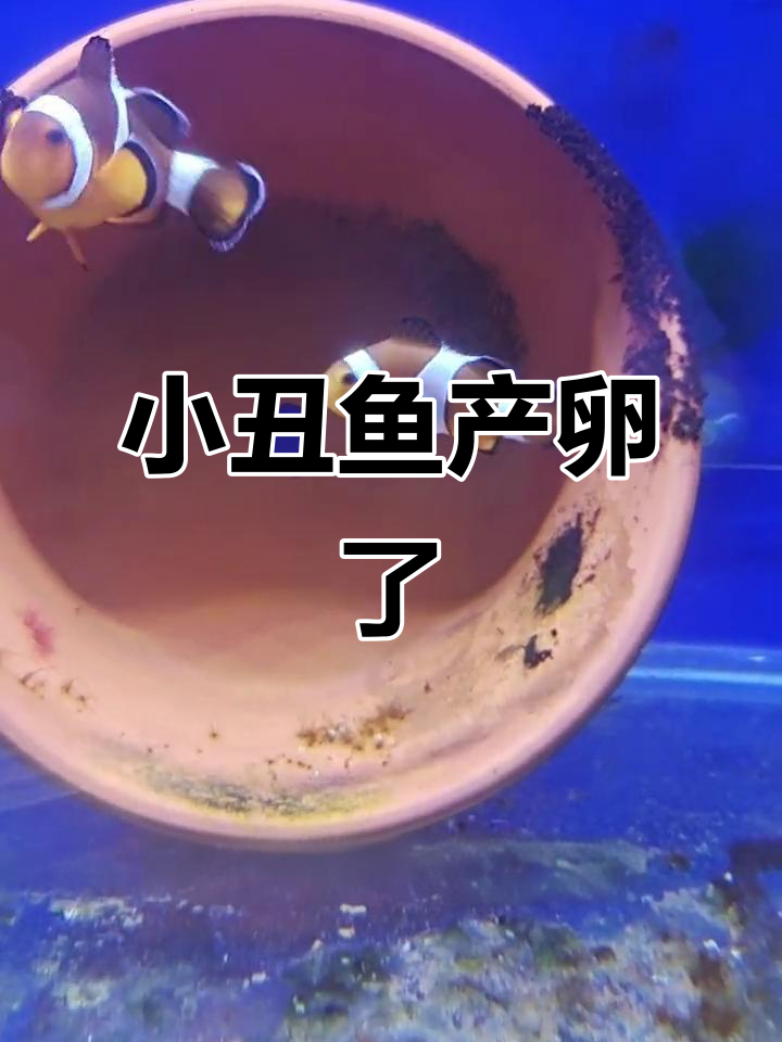 公子小丑鱼产卵,玻璃缸中的神奇时刻