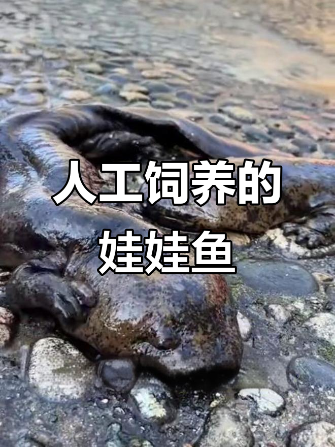 娃娃鱼:从野生到人工养殖,美味又营养